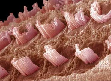 Cellule ciliate